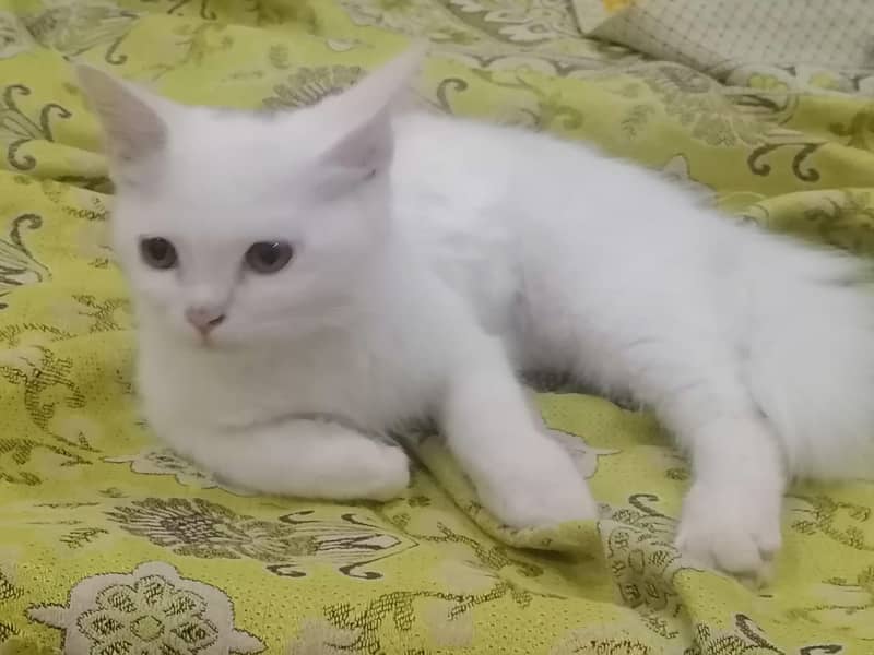 persian cat 1