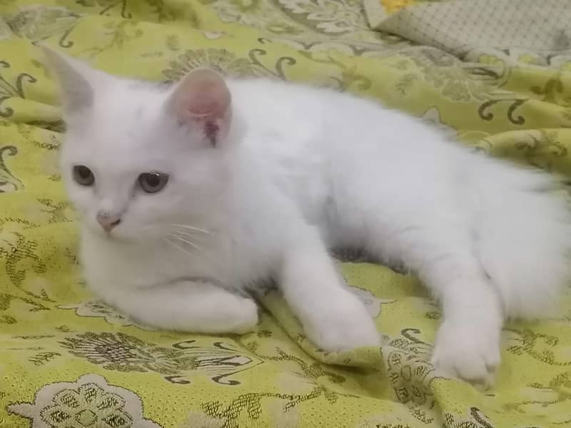 persian cat 2