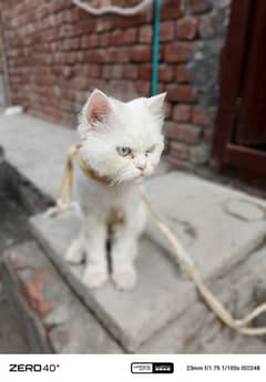 Male Cat Persian