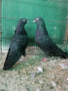 ZAKH breeder pair