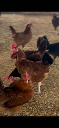 egg laying murgi hen