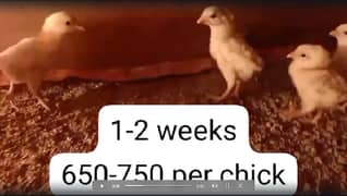 Mianwali Aseel chicks in lakha color of 1 week