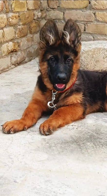 GSD Available. . Quality seen in picture 0