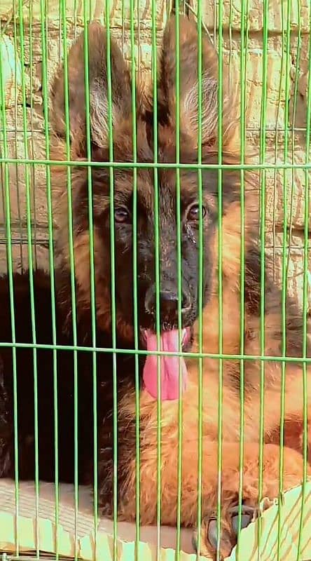 GSD Available. . Quality seen in picture 1