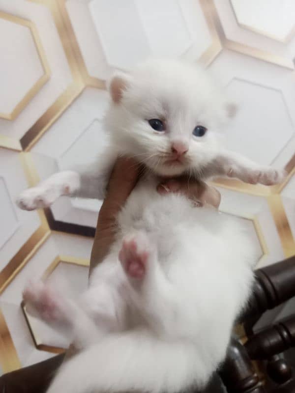 persian kittens are available for booking 2