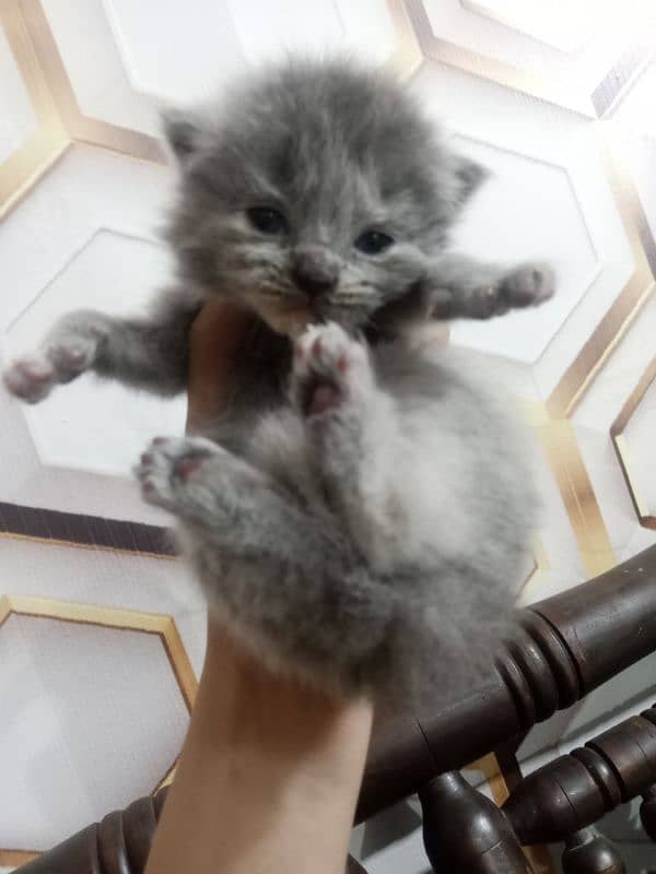 persian kittens are available for booking 3