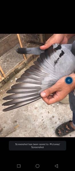 pigeons for sale top quality 1