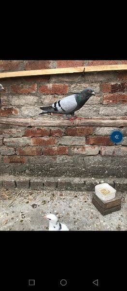 pigeons for sale top quality 3