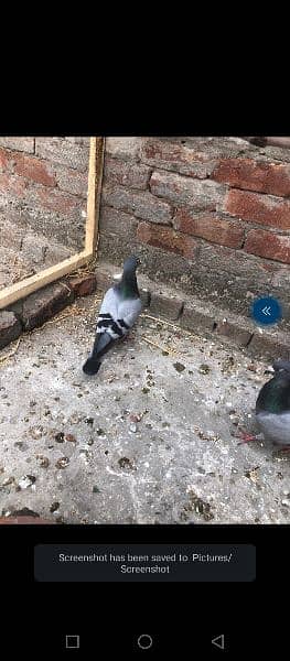 pigeons for sale top quality 4