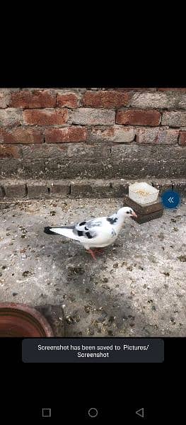 pigeons for sale top quality 6