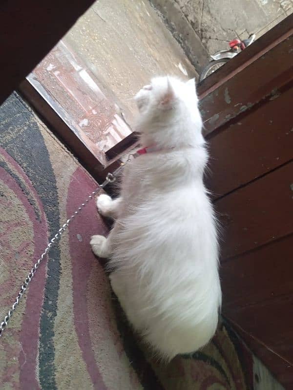 Persian Cat blue eyes for sale (female) 0