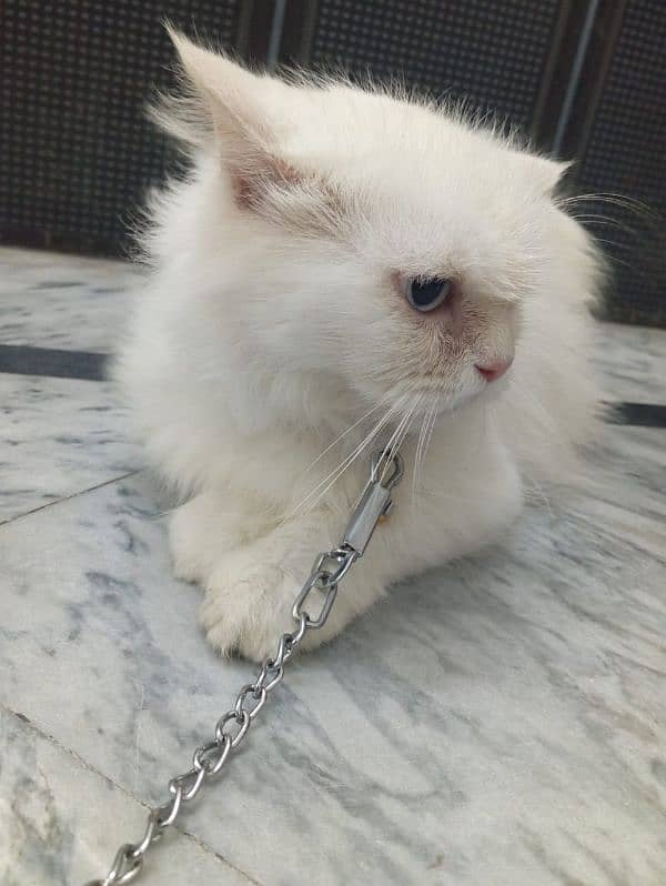 Persian Cat blue eyes for sale (female) 1