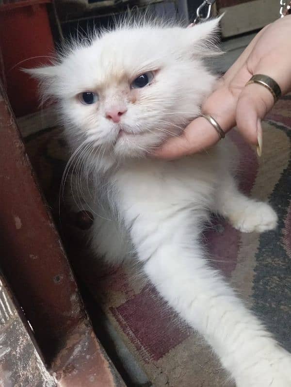 Persian Cat blue eyes for sale (female) 2