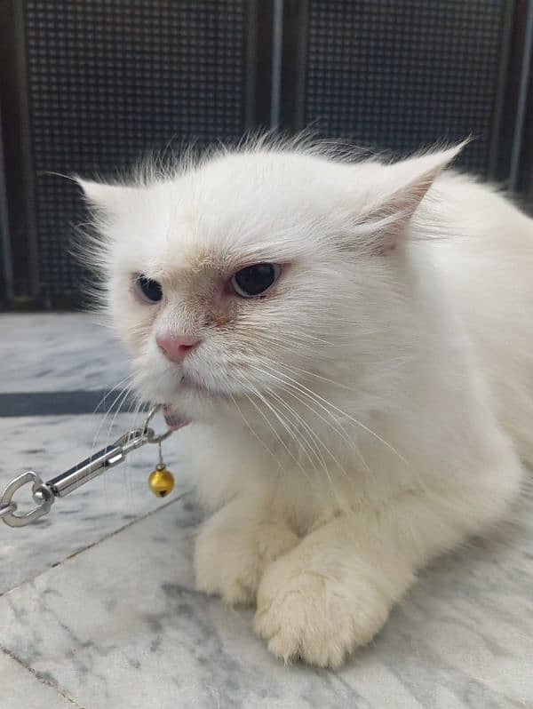 Persian Cat blue eyes for sale (female) 3