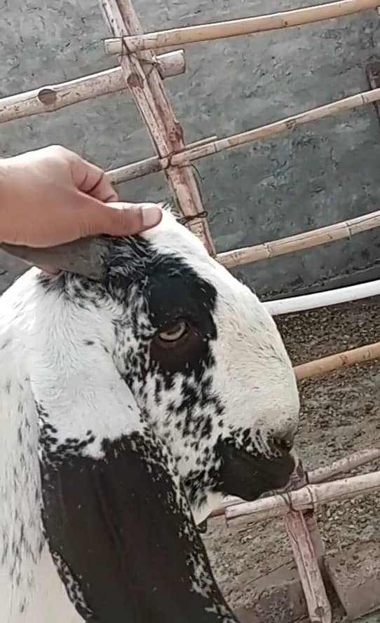 Amratsari Cheena Bakra 9.5 month old 1