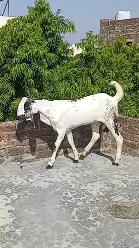 Amratsari Cheena Bakra 9.5 month old 2