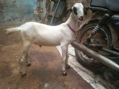 Bakra For Sale