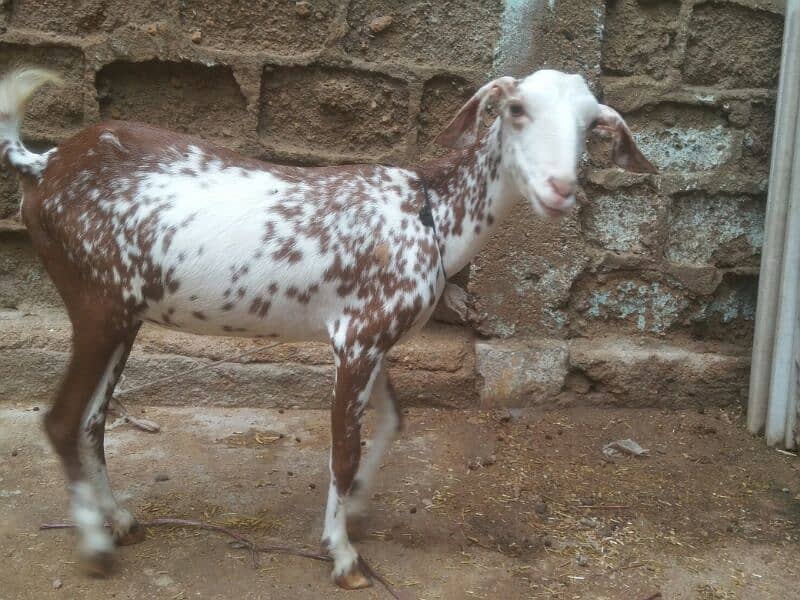 Bakra For Sale 1