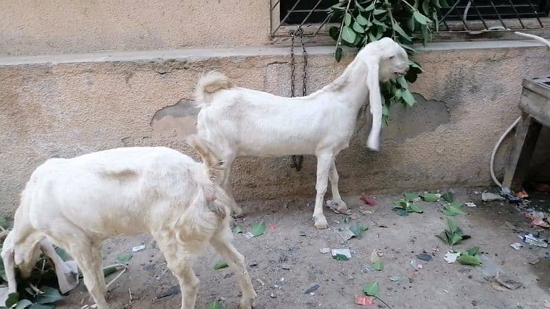 Goats For sale 2