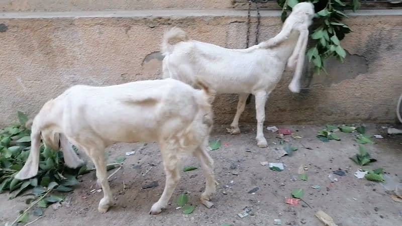 Goats For sale 3