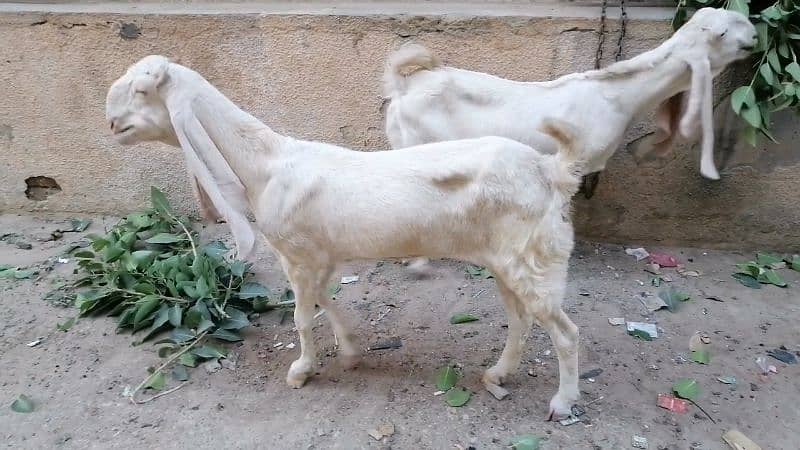 Goats For sale 4