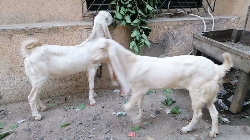 Goats For sale 5