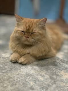 Persian Cat