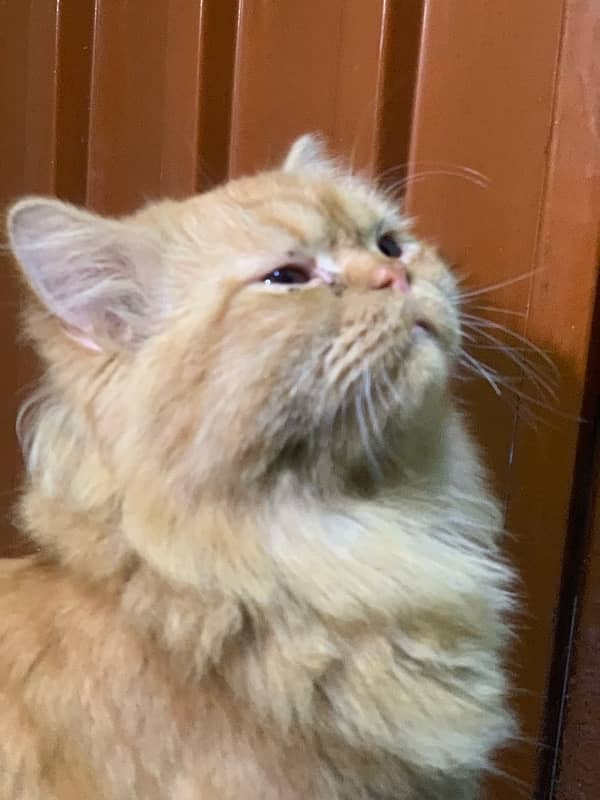 Persian Cat 3