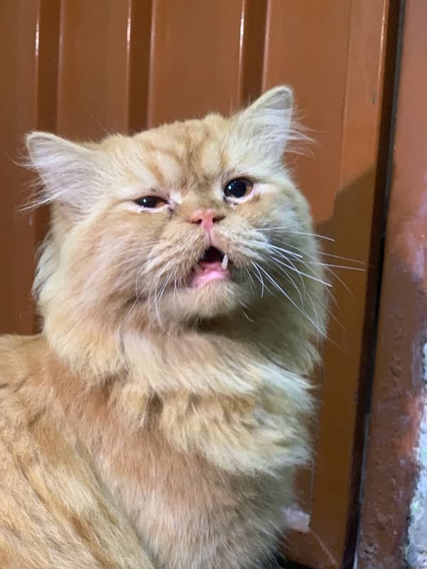 Persian Cat 4