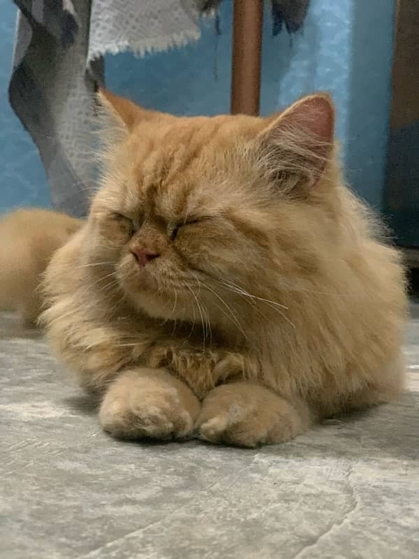 Persian Cat 7