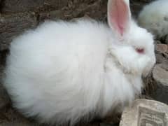 Angora Rabbit