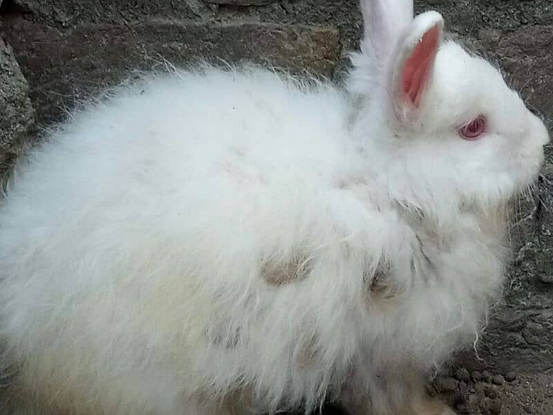 Angora Rabbit 1