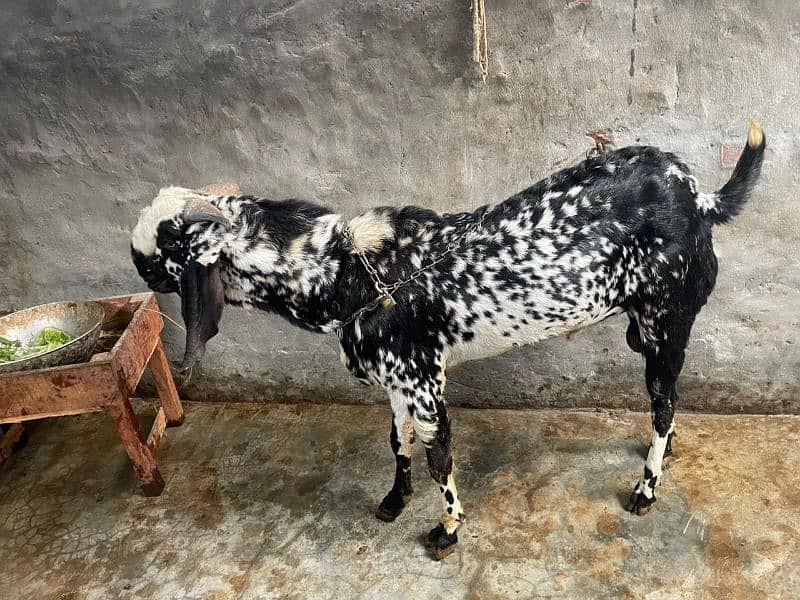 Breeder High quality bakra available 0