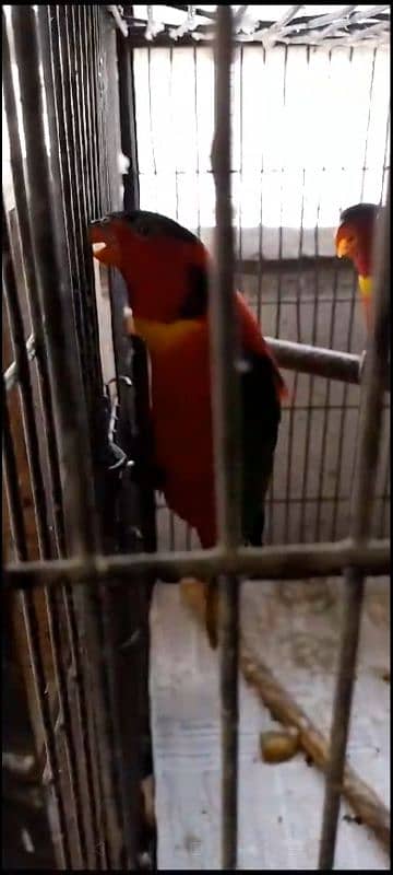 Blackhead Lorikeet 3