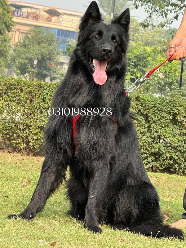 German Shepherd regional black colour 0