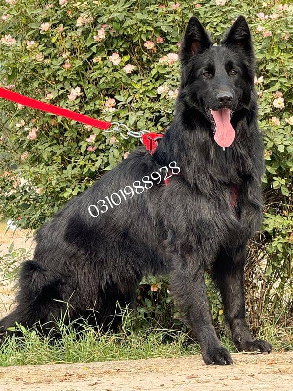 German Shepherd regional black colour 2