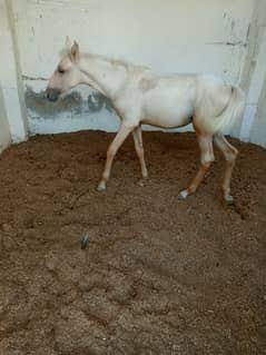 Beautiful Female Horse 6 Month Filly