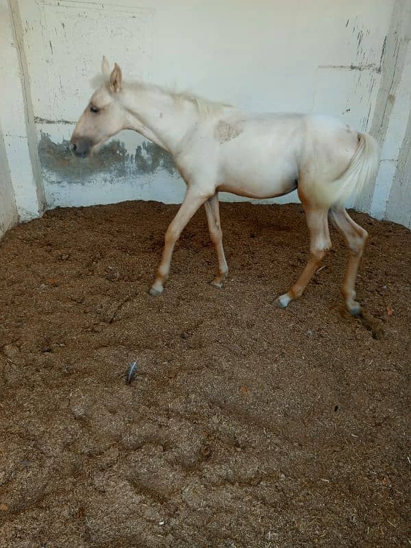 Beautiful Female Horse 6 Month Filly 0