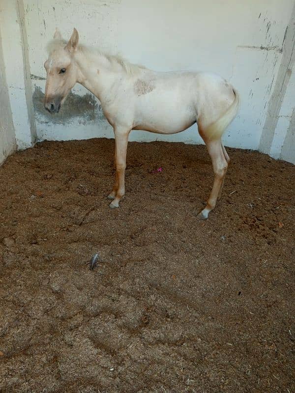 Beautiful Female Horse 6 Month Filly 2