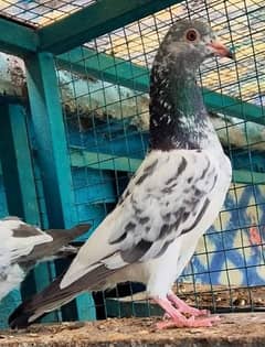 high flying pigeon for sale