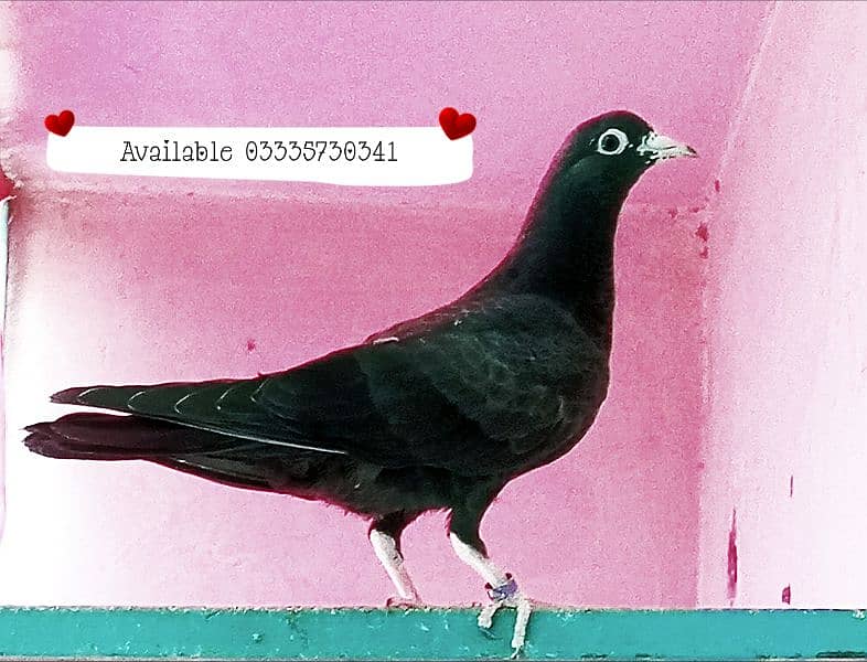 high flying pigeon for sale 1