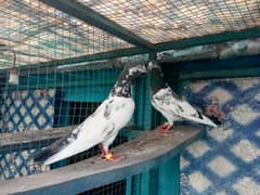 high flying pigeon for sale