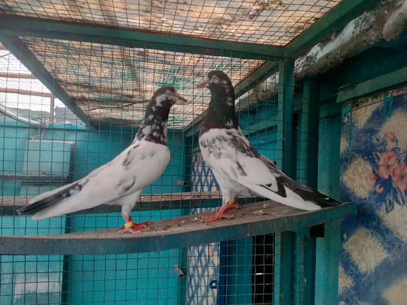 high flying pigeon for sale 3