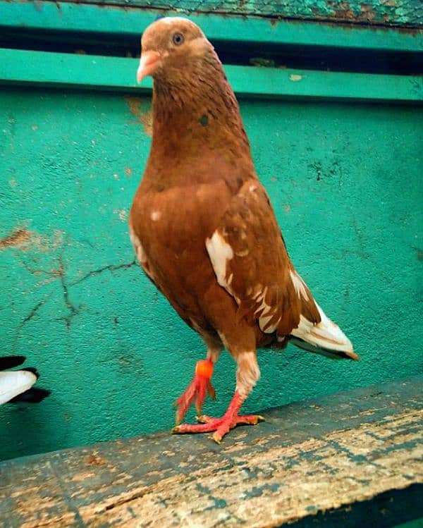 high flying pigeon for sale 7