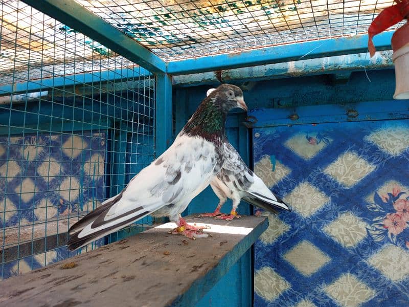 high flying pigeon for sale 8