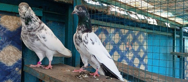 high flying pigeon for sale 11