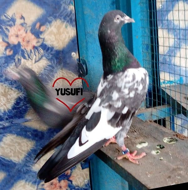 high flying pigeon for sale 12