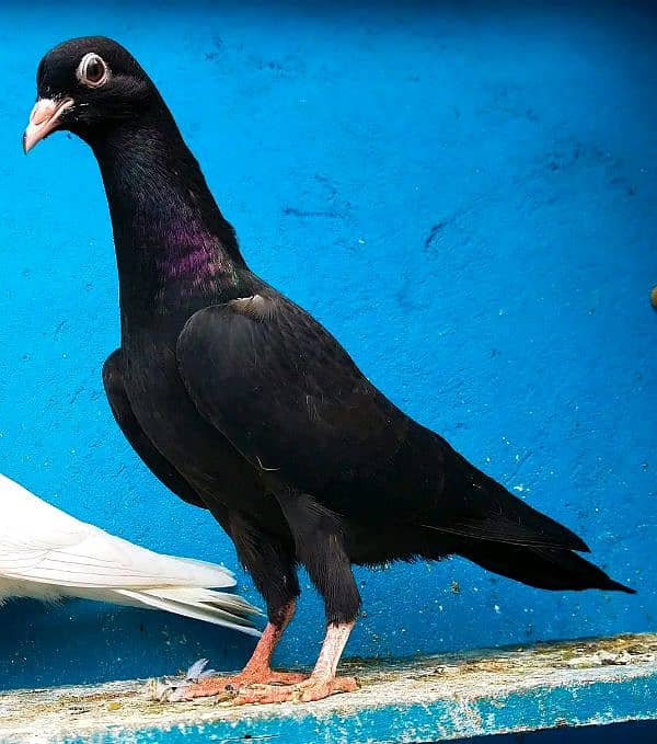 high flying pigeon for sale 13