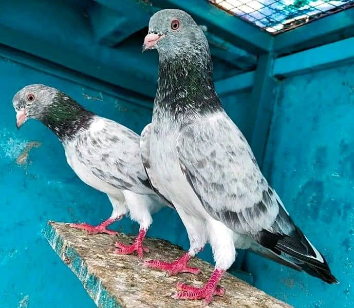 high flying pigeon for sale 14