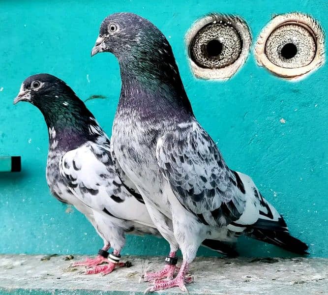 high flying pigeon for sale 16